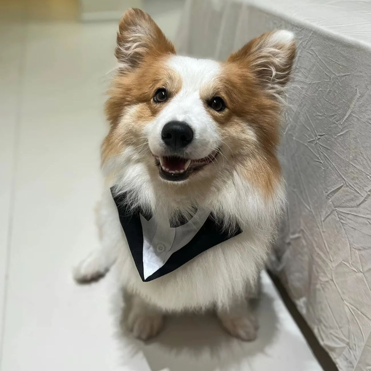 Suitsupply Wedding Tuxedo - ペット用犬服ファッションパーティーショーフォーマルスーツネクタイ蝶ネクタイシャツウェディングタキシードハロウィンドレス小型犬大型犬用服用品